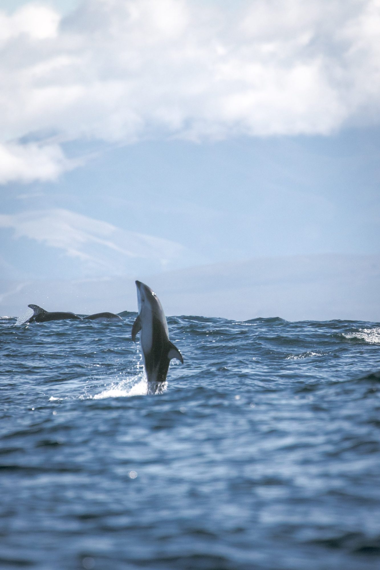 blog 19.12.19-4 a fish located in a body of water