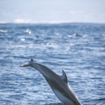 a bird flying over a body of water