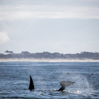 a boat on a body of water