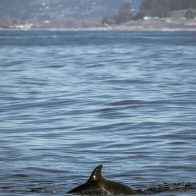 a dog swimming in a body of water