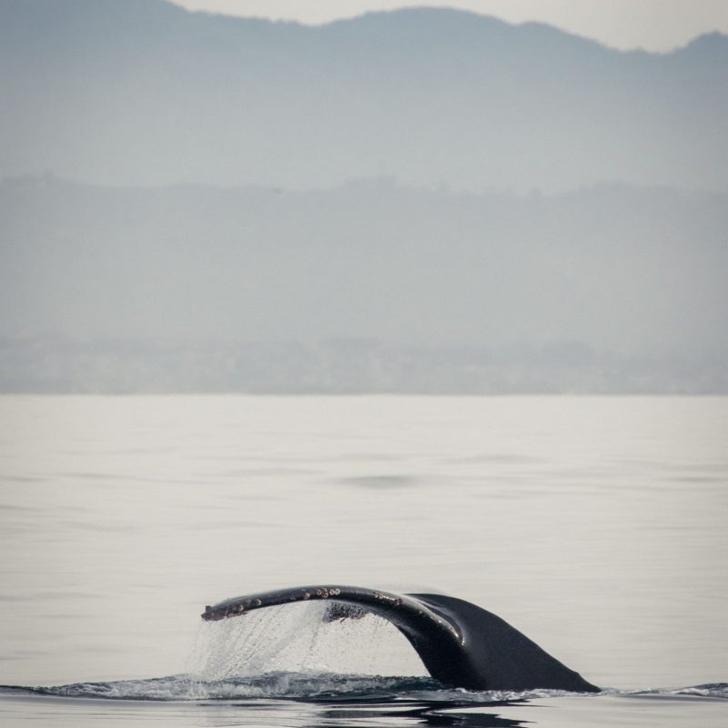 a whale on a lake next to a body of water