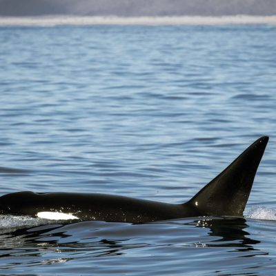 a dog swimming in a body of water