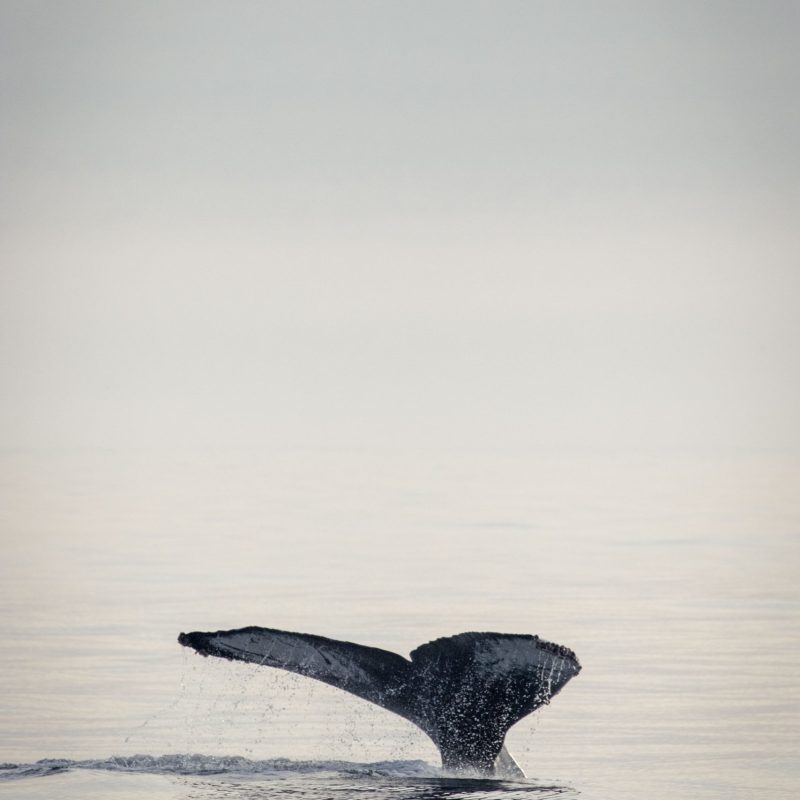 a person riding a bear in a body of water