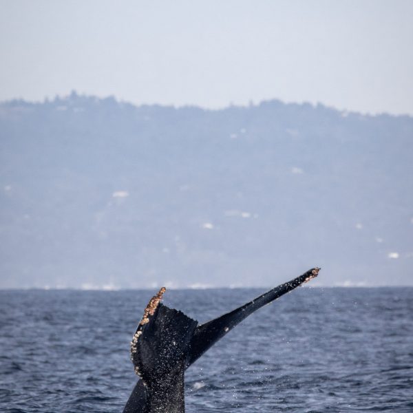 a man flying through the air over a body of water