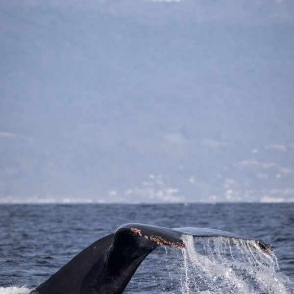 a whale jumping out of the water