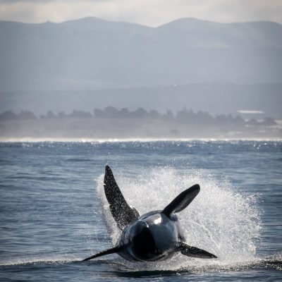 a person riding a wave on top of a body of water
