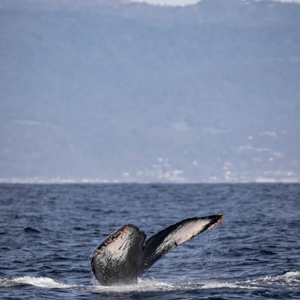a whale jumping out of a body of water