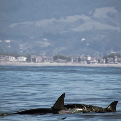 a small animal in a body of water
