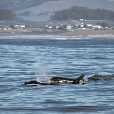 a whale jumping out of the water