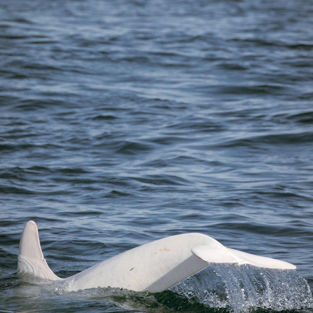 a swan swimming in a body of water
