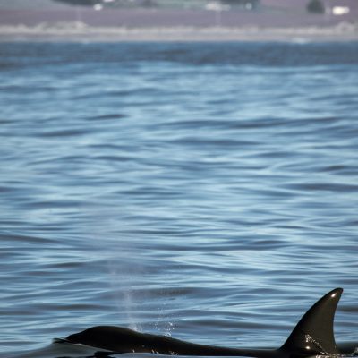 an animal swimming in the water