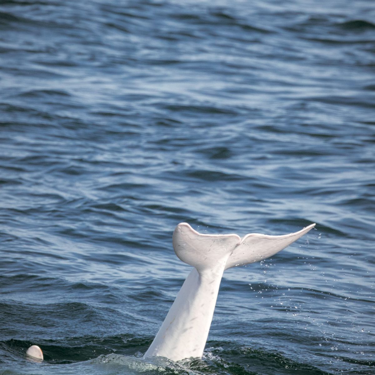 a bird swimming in water next to a body of water