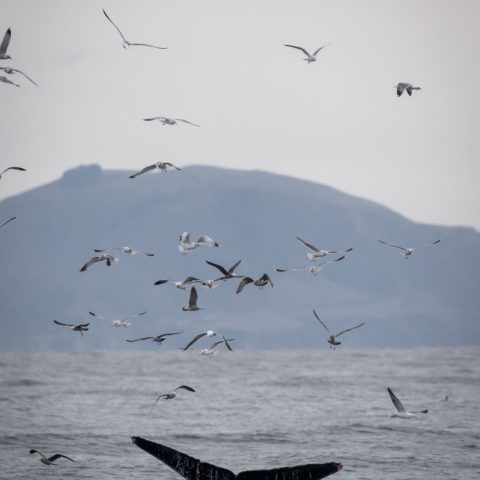 a flock of seagulls flying over a body of water