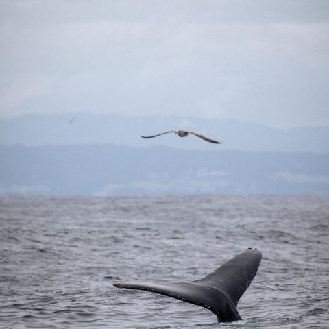a bird flying over a body of water