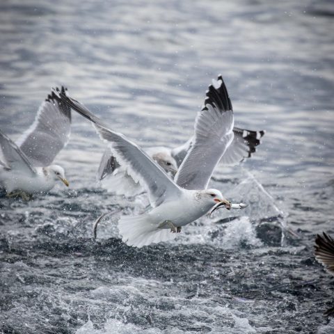 a flock of seagulls flying over a body of water