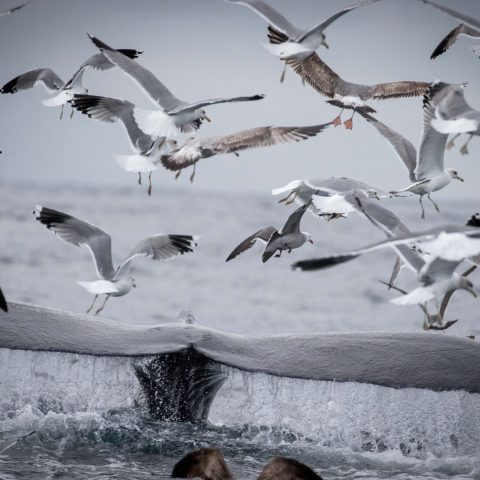 a flock of seagulls flying in the sky