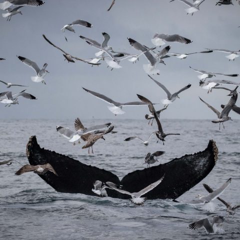 a flock of seagulls flying over a body of water