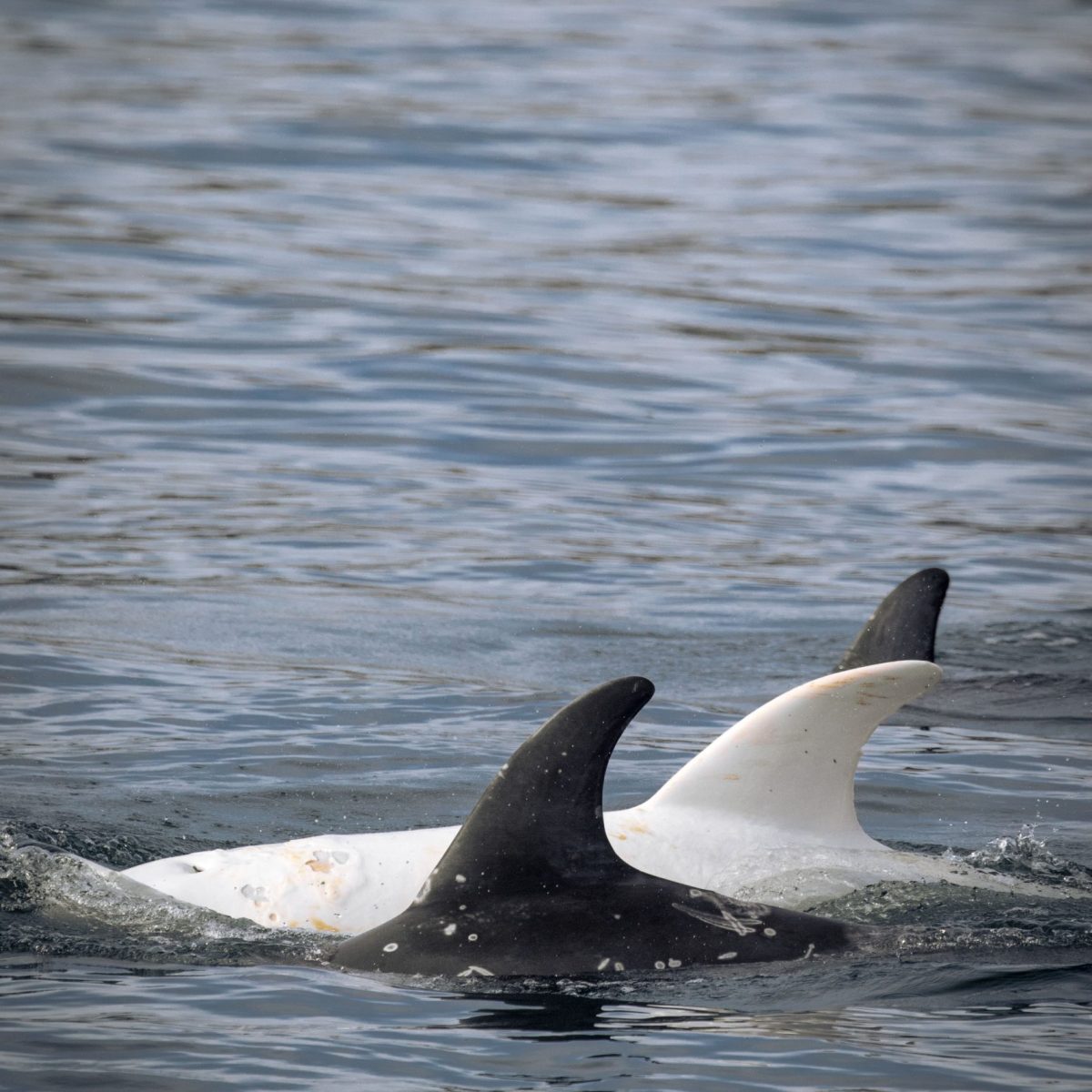 a polar bear swimming in a body of water
