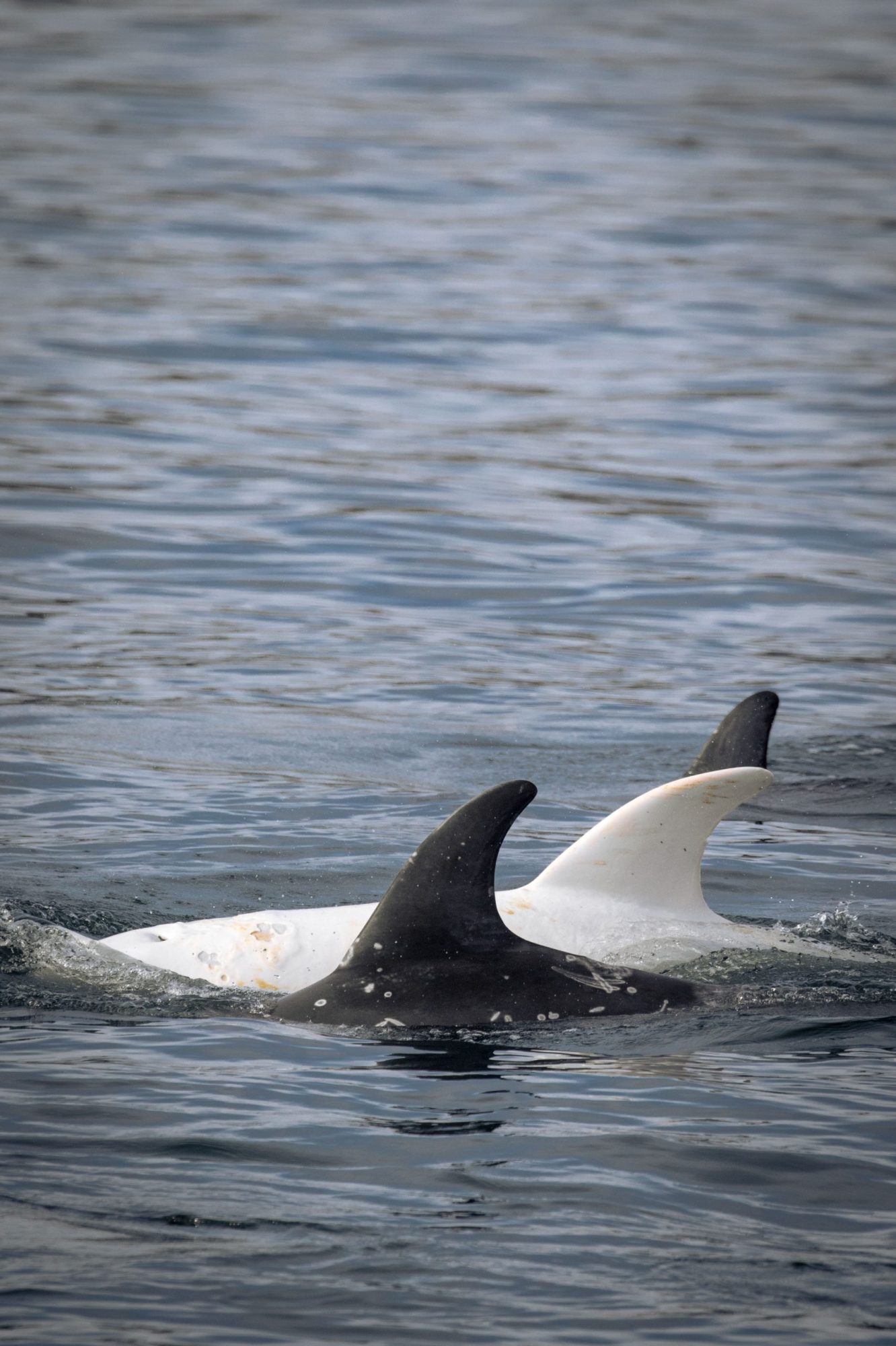 blog 24.12.19-2 a polar bear swimming in a body of water