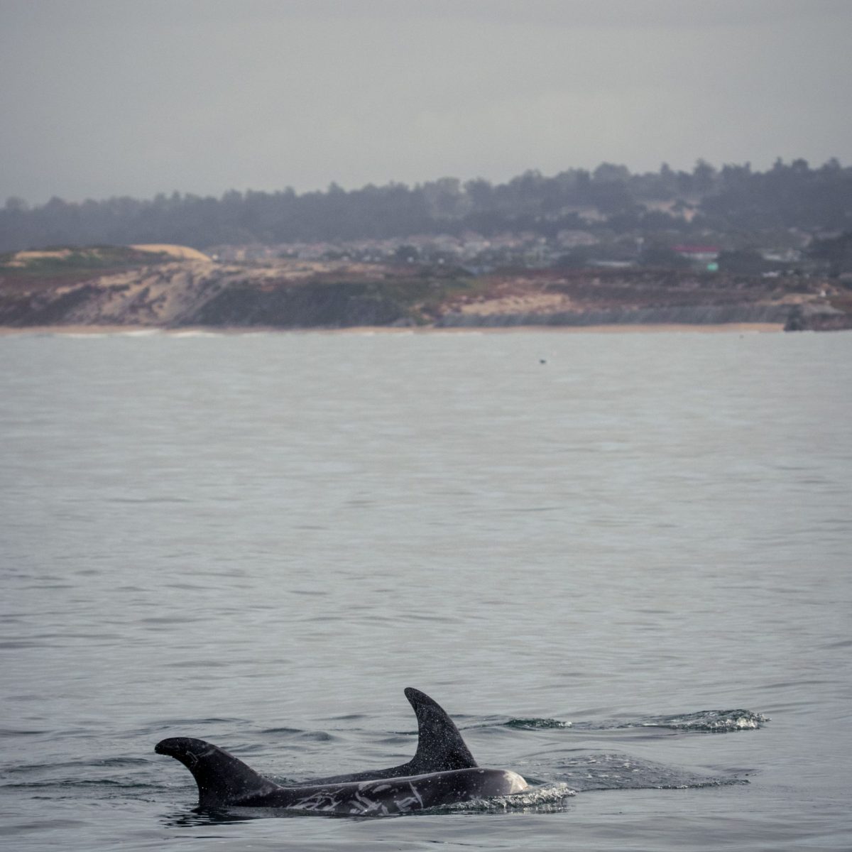 a bird swimming in water next to a body of water