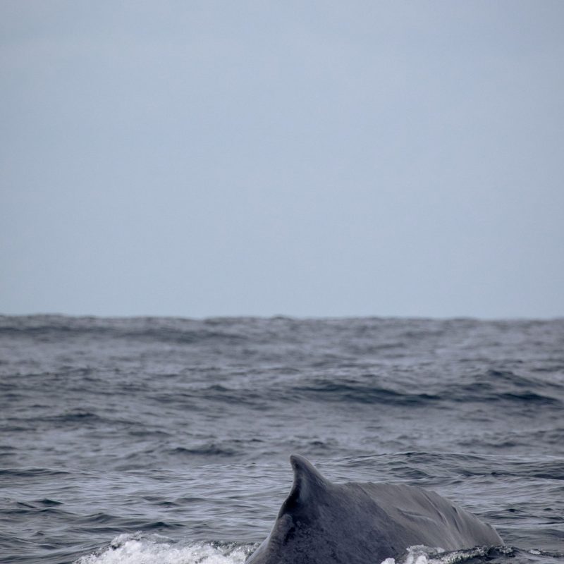 a whale jumping out of the water