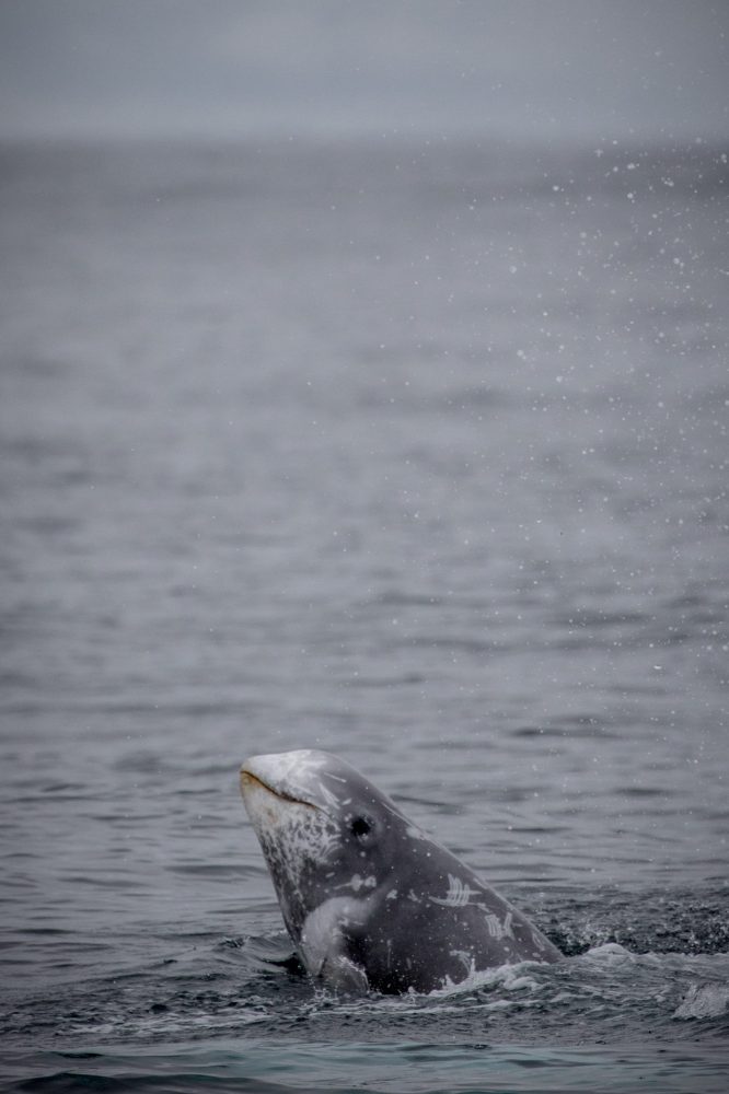 a polar bear swimming in a body of water
