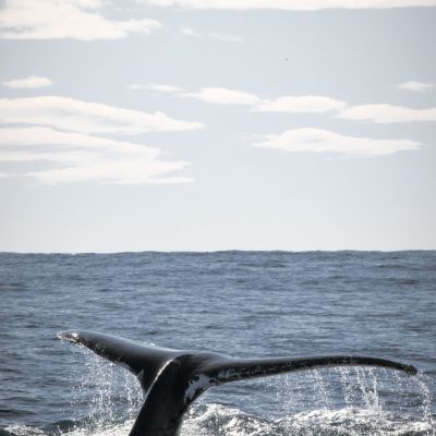 a bird flying over a body of water