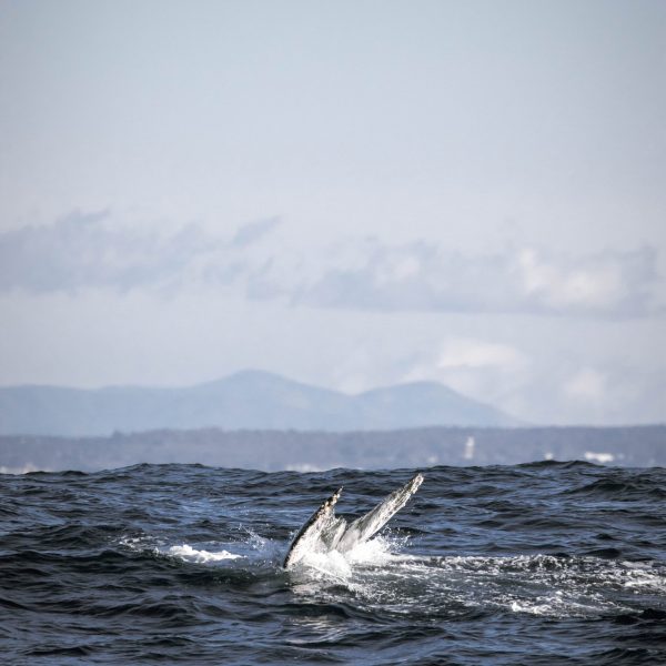 a bird flying over a body of water