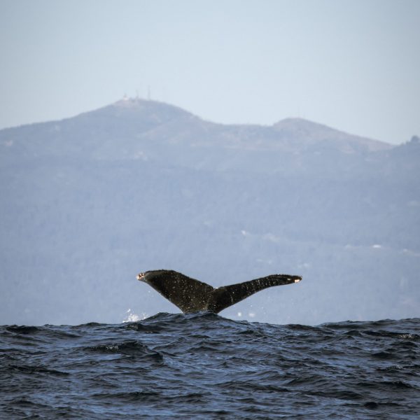a bird flying over a body of water with a mountain in the background