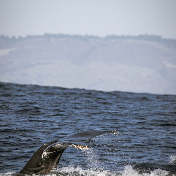 a whale jumping out of the water