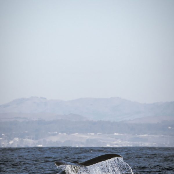 a body of water with a mountain in the ocean