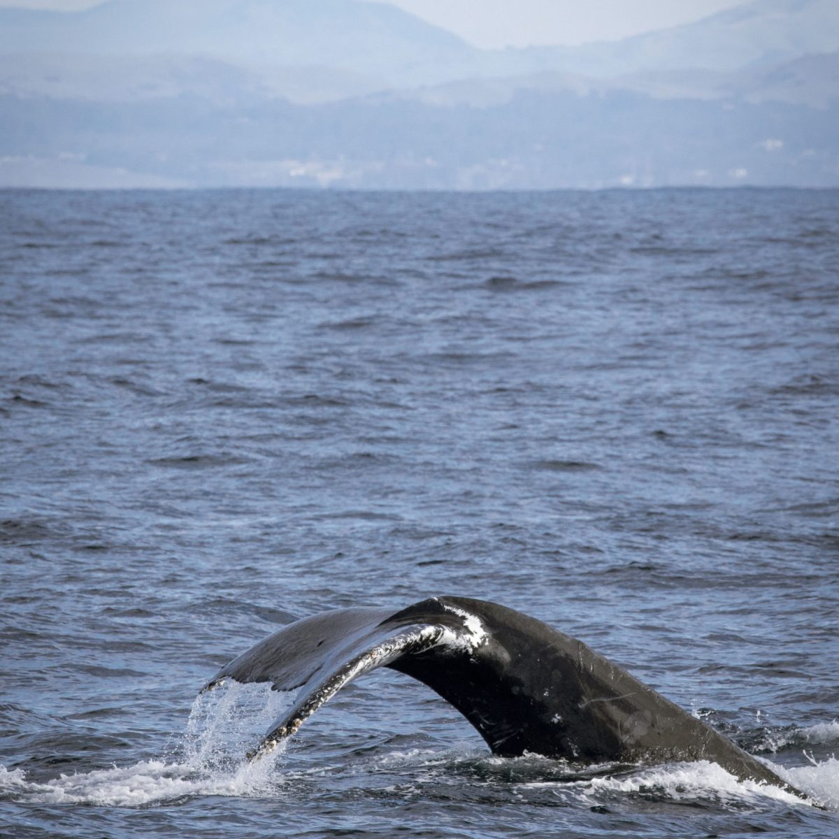a whale jumping out of the water