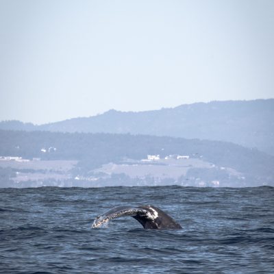 a bird flying over a body of water