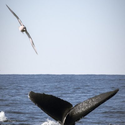 a bird flying over a body of water