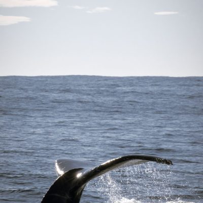 a bird flying over a body of water