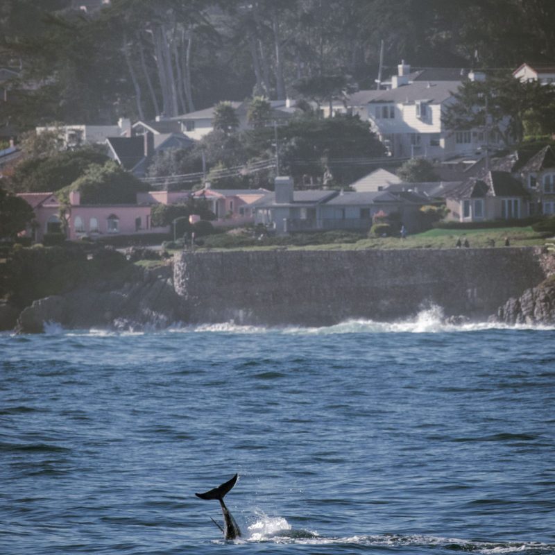 a bird flying over a body of water