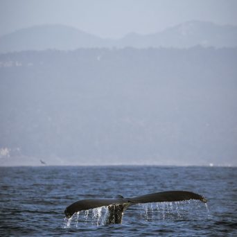 a large body of water