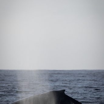 a whale jumping out of the water