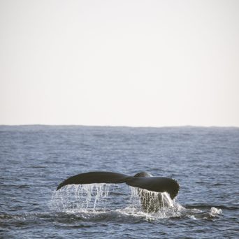 a man riding a wave on a surfboard in the water