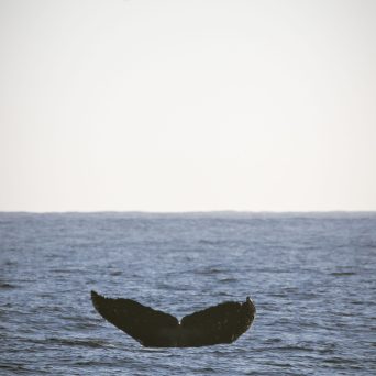 a bird flying over a body of water