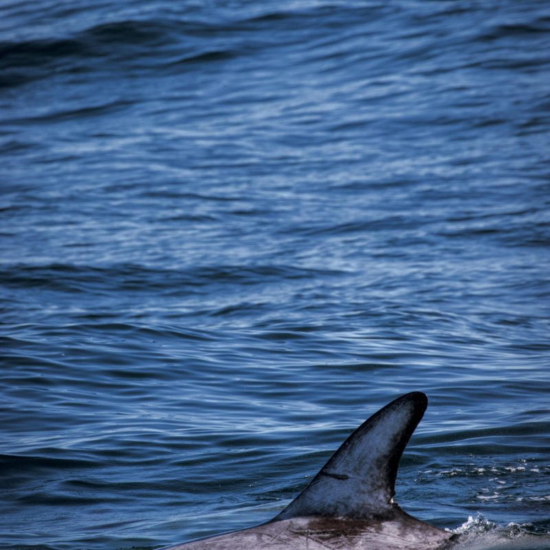 an animal swimming in the water