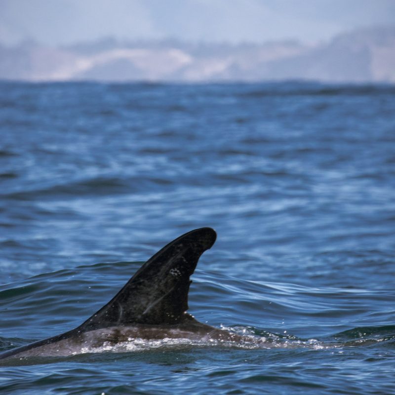 an animal swimming in the water