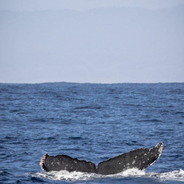 a whale jumping out of the water
