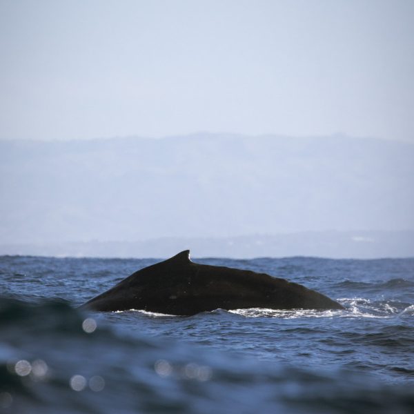 a body of water with a mountain in the ocean