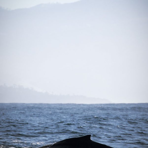 a whale jumping out of the water
