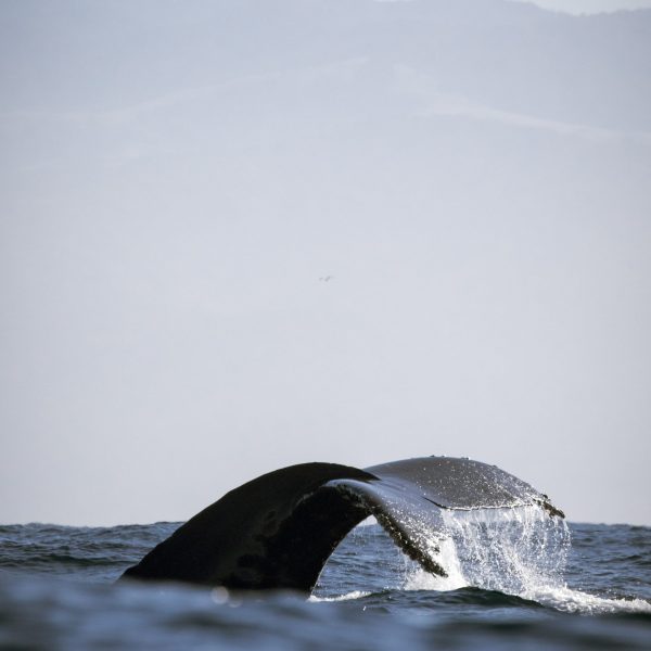 a turtle in the water