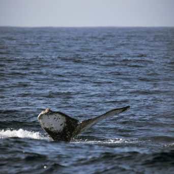 a bird swimming in water next to the ocean