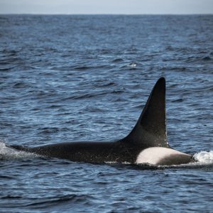 an animal swimming in the water