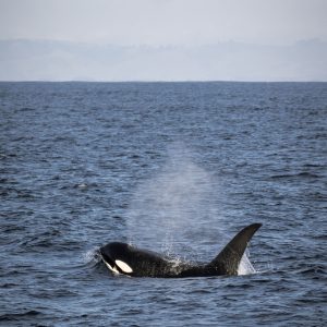 a whale jumping out of a body of water