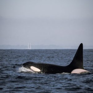 a large body of water